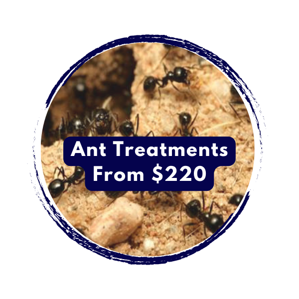 Ant Sprays and Treatments Mandurah Rockingham Baldivis