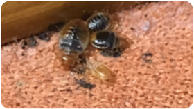 Bedbug treatment Mandurah Baldivis Rockingham