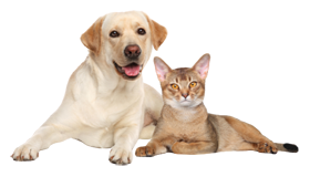 Fleas Dog and Cat Mandurah Baldivis Rockingham