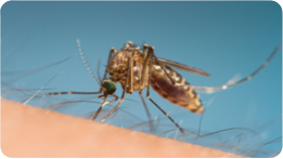 Mosquito Treatments Mandurah Rockingham Baldivis