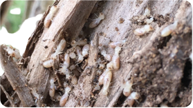 Termite treatment Mandurah Rockingham Baldivis