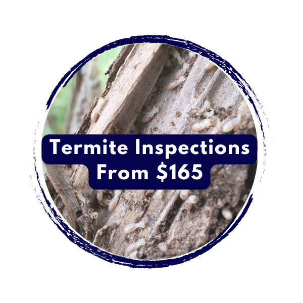 Termite Inspections Mandurah Rockingham Baldivis