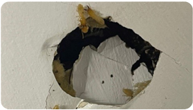 Termite treatment Mandurah Rockingham Baldivis