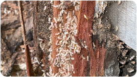 Termite treatment Mandurah Rockingham Baldivis